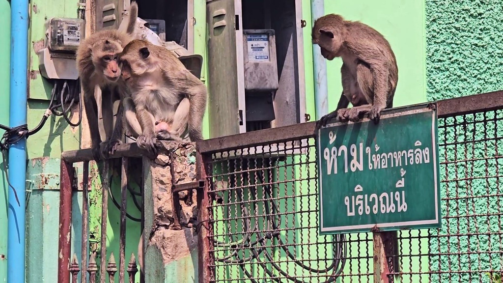 ยุติการจับลิงลพบุรีชั่วคราว!! "ลิงไอ้ด้วน" หนึ่งในลิงหัวโจกยังคงลอยนวล 
