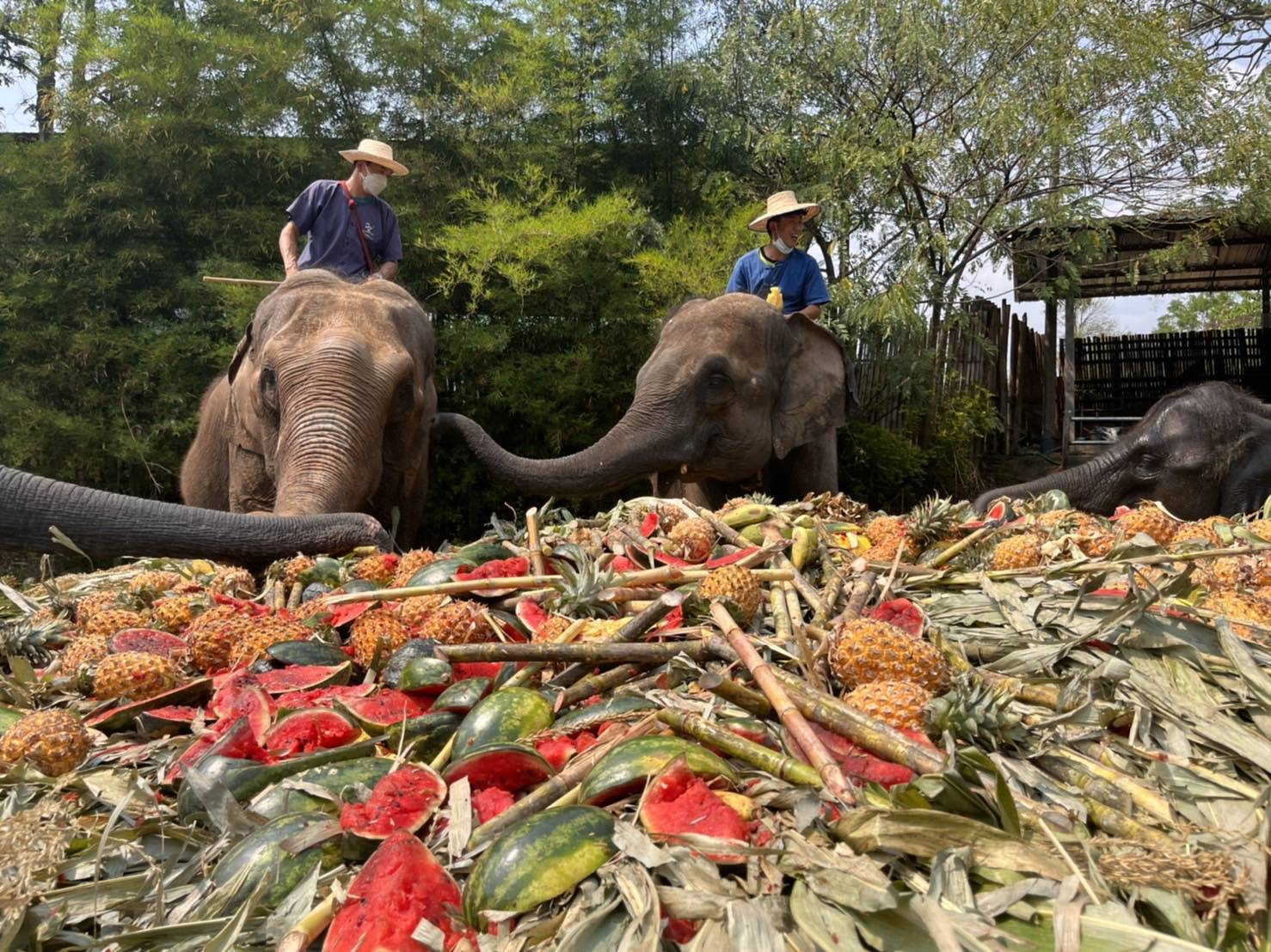 ปางช้างแม่แตงจัดกิจกรรมวันช้างไทยยิ่งใหญ่ 