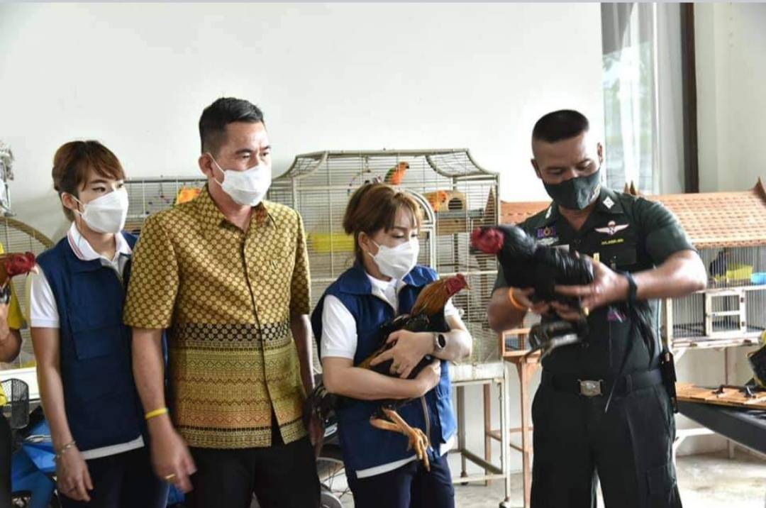 ผู้ว่าฯฉะเชิงเทรา มอบ ไก่พันธุ์ไข่ ส่งเสริมเด็กและเยาวชน แก่โรงเรียนตำรวจตระเวนชายแดนบ้านนายาว  