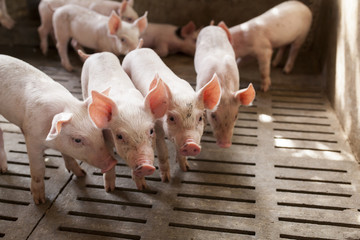 รัฐบาลใหม่ ความหวัง “ชุบชีวิต” ผู้เลี้ยงหมู ดึงราคาหน้าฟาร์มขึ้นรอวันปลดหนี้