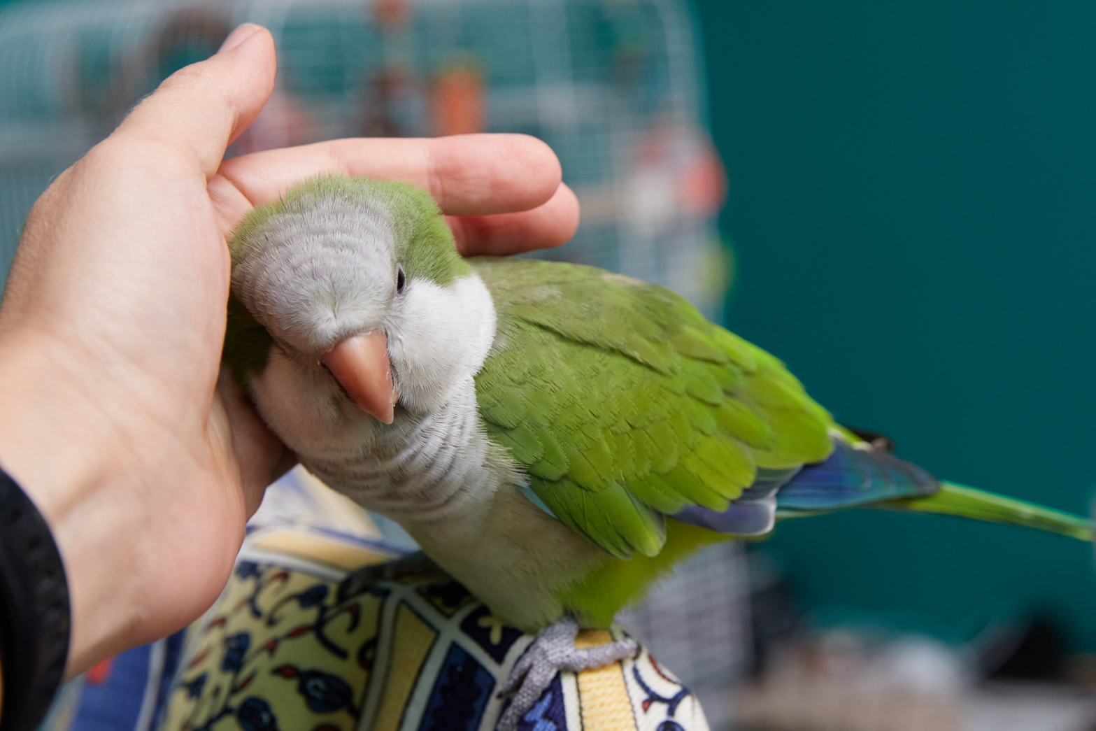 ภัยฤดูร้อนที่คนเลี้ยงสัตว์ Exotic Pet ควรรู้ ส่องวิธีป้องกัน-คำแนะนำลดอาการป่วย