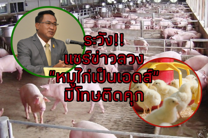 เตือน!! แชร์ข่าวลวงหมูไก่เป็นเอดส์ มีโทษติดคุก