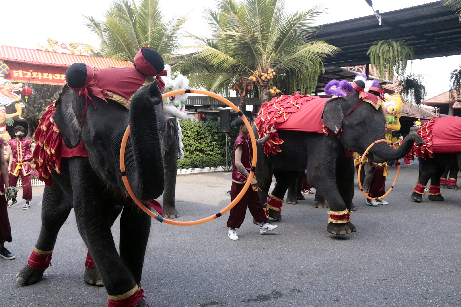  สวนนงนุชพัทยาจัดเต็มขบวนคาร์นิวัลช้างเชิดสิงโตอวยพรต้อนรับเทศกาลตรุษจีนให้นักท่องเที่ยว
