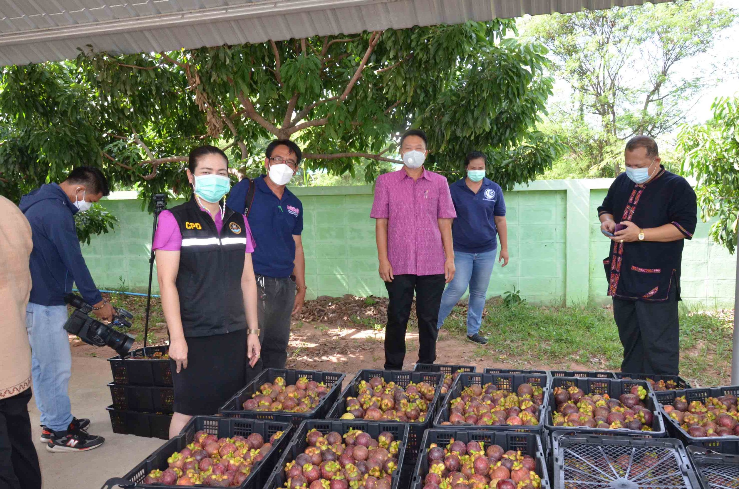สหกรณ์กาฬสินธุ์ช่วยชาวสวนปักษ์ใต้ขายมังคุด 6 ตันผลผลิตล้นตลาดช่วงโควิด