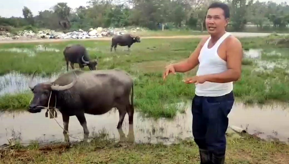 นักธุรกิจชื่อดังคลองวาฬ ใช้ชีวิตในทุ่ง เลี้ยงควายไทยฝูงใหญ่เพื่อการอนุรักษ์