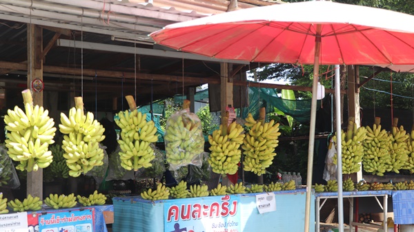 พิษน้ำท่วม! กล้วยไข่ราคาพุ่งหวีละ80บาท