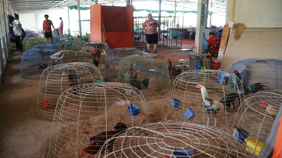เงินสะท้านวงการ! 6 ล้านแลก ‘เสือดำ–มังกรดำ’ เปิดเกมใหม่ไก่ชนไทย วอนรัฐหนุนซอฟพาวเวอร์กีฬาพื้นบ้าน 