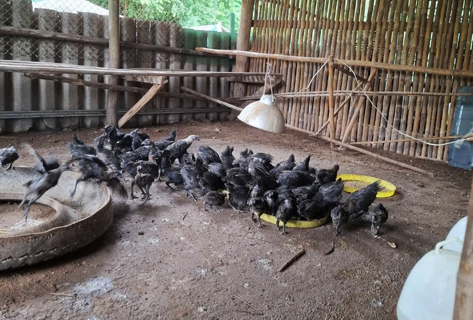 ปศุสัตว์แม่ฮ่องสอนส่งเสริมเลี้ยง “ไก่ดำ” สร้างอาชีพ เพิ่มรายได้เกษตรกรบ้านนาปลาจาด