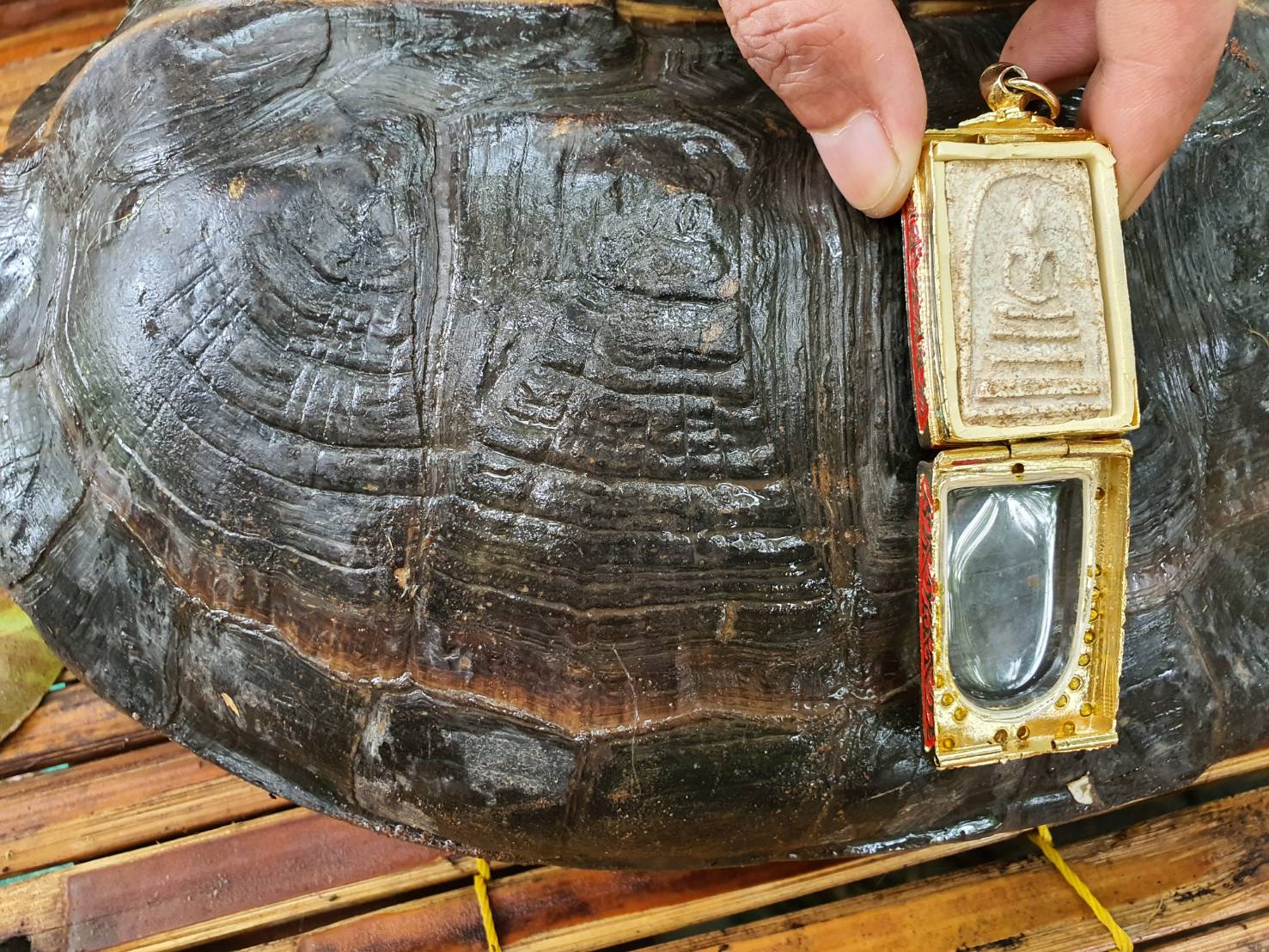 พบเต่ากระดองลายคล้ายพระสมเด็จวัดระฆัง