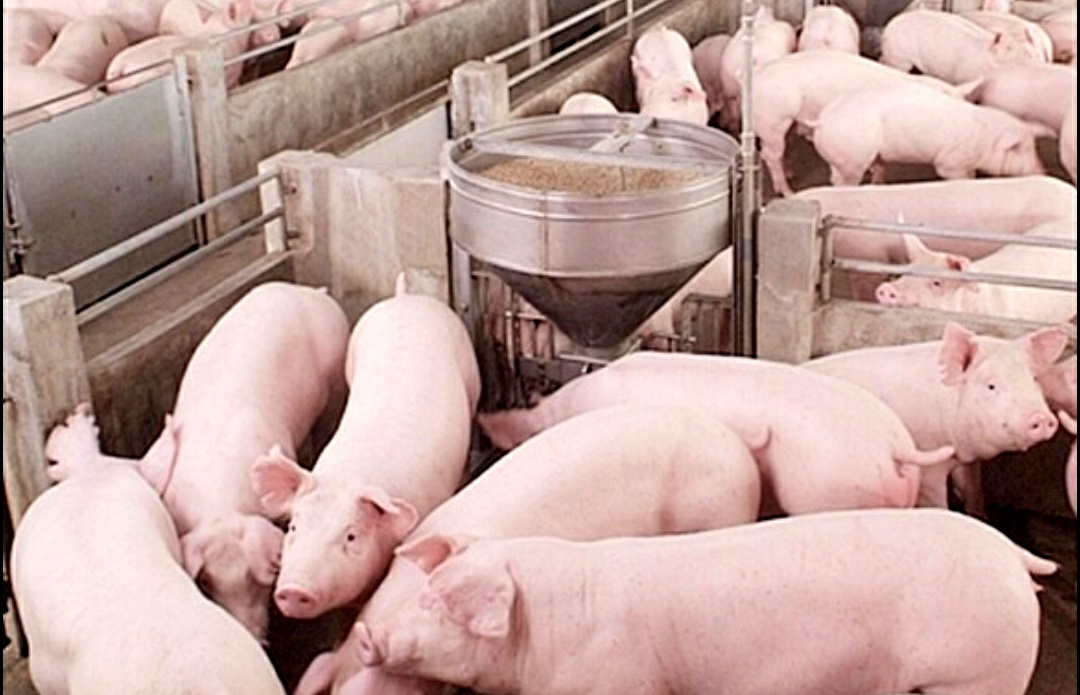 เกษตรกรเลี้ยงหมู เปิดฟาร์มขายหมูถูกลดค่าครองชีพปชช. สู้ภัยโควิด