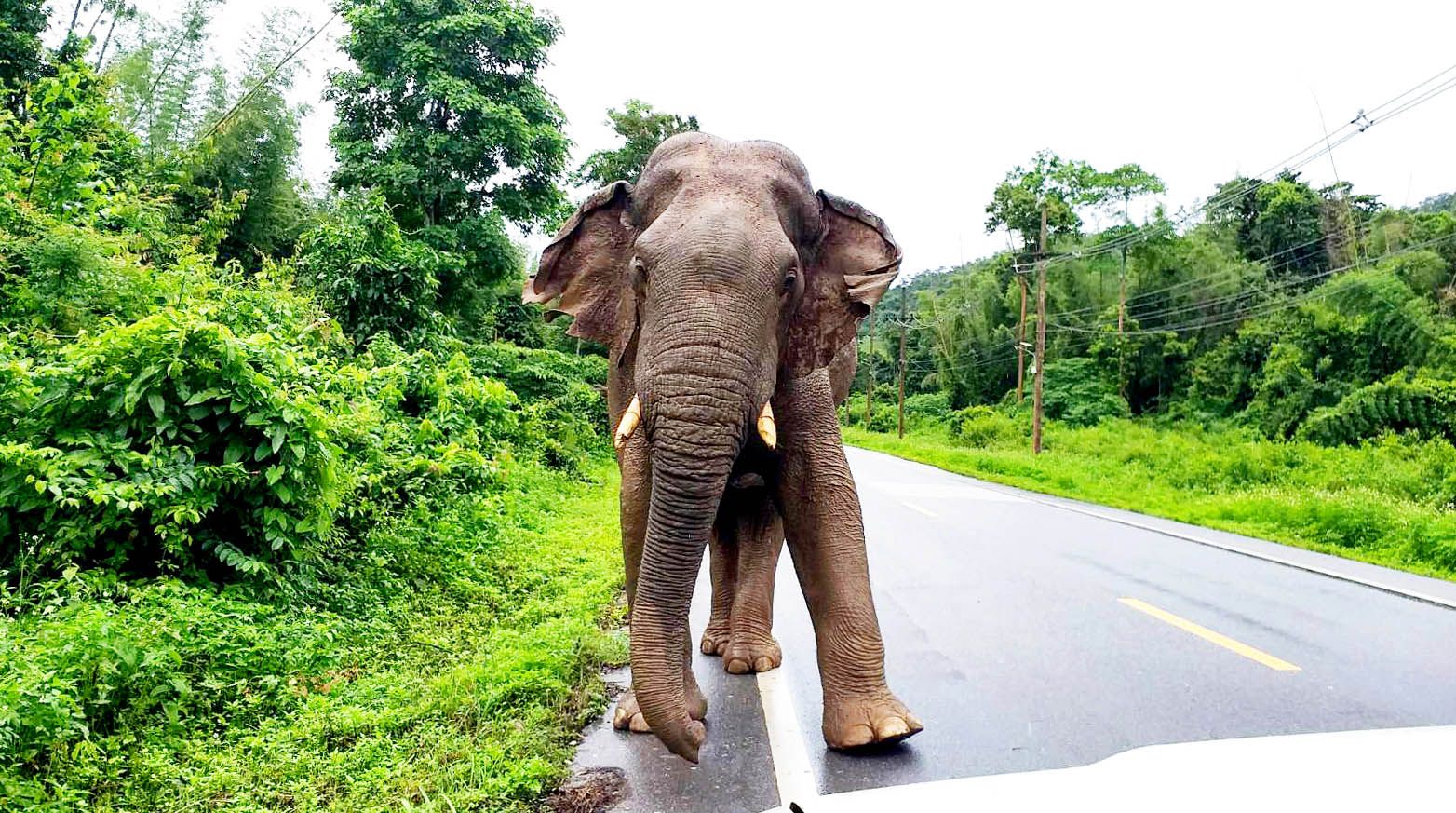 อุทยานฯเฝ้าตามอาการ “พลายบุญช่วย” ช้างป่าละอูหลังถูกรถยนต์เฉี่ยวชนเข้าที่ขาอาการดีขึ้น