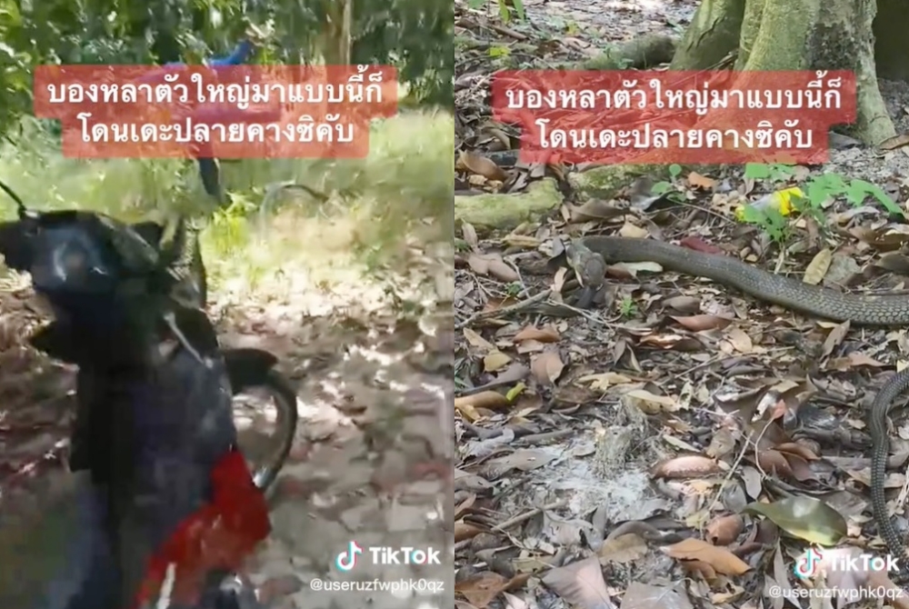 แพ้น็อค! หนุ่มเตะฟรีคิกสยบจงอางยักษ์