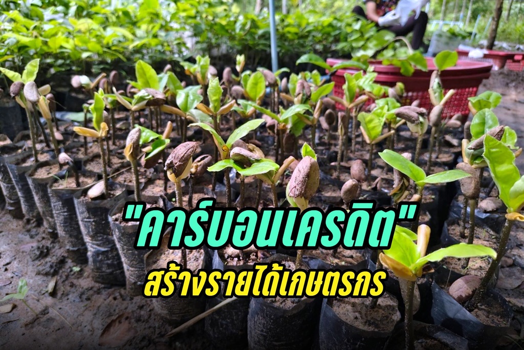 "คาร์บอนเครดิต" เพิ่มโอกาส เพิ่มมูลค่า สร้างรายได้ให้แก่เกษตรกร 