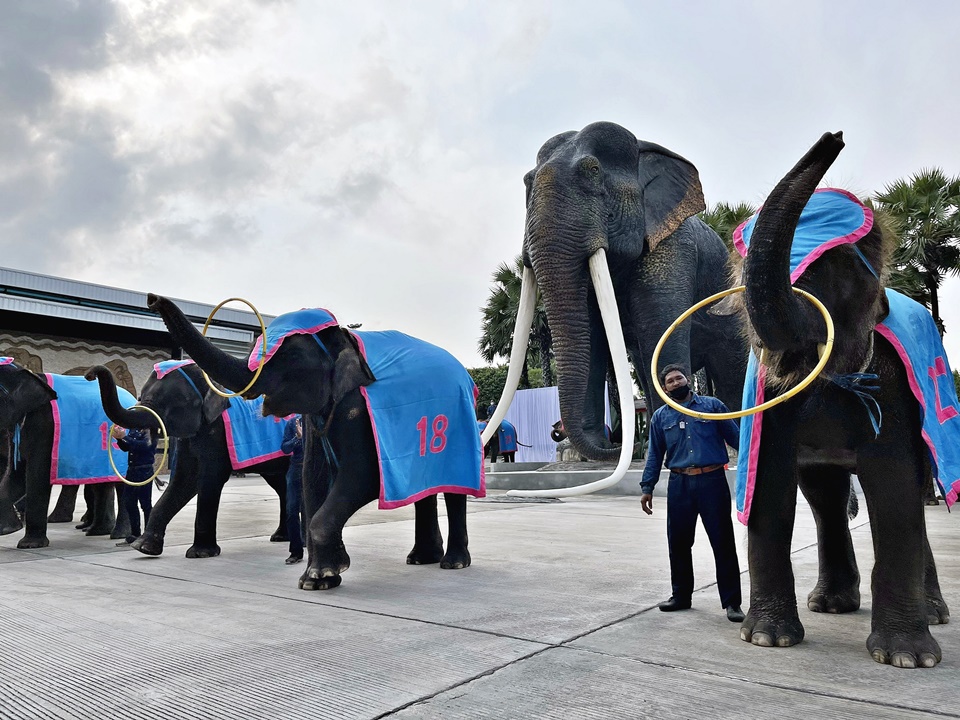 'ช้าง37เชือก'เต้นแอโรบิคโชว์ให้กำลังใจผู้รับผลกระทบโควิด 19