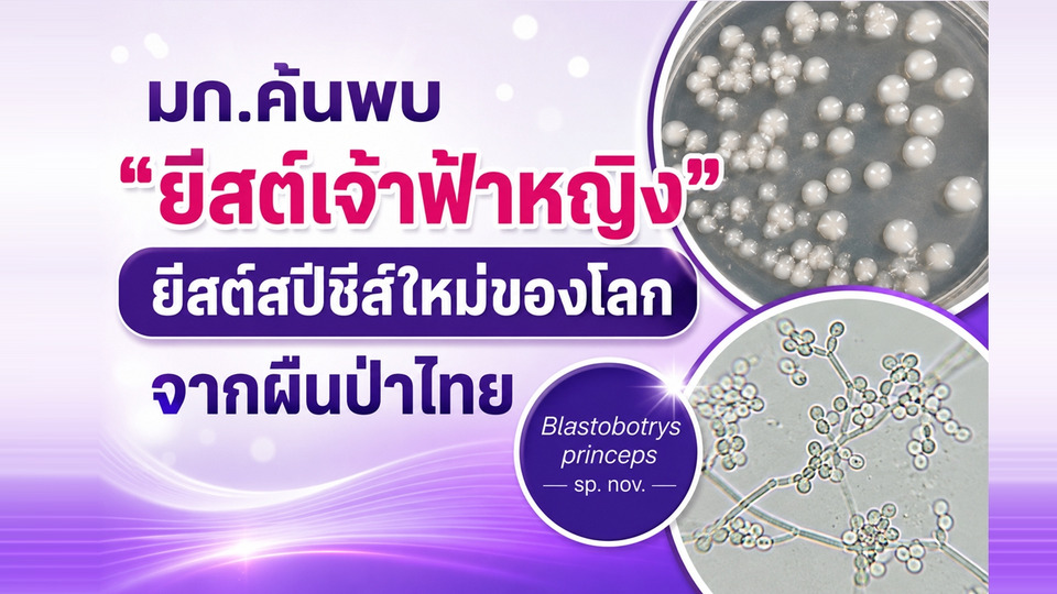 มก.ค้นพบ “ยีสต์เจ้าฟ้าหญิง” ยีสต์สปีชีส์ใหม่ของโลกจากป่าไทย ต่อยอดเกษตร อาหาร และเศรษฐกิจชีวภาพ