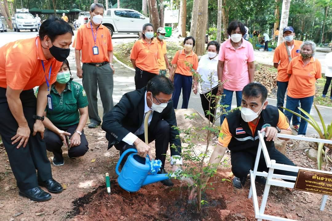 เทศบาลนครสุราษฎร์ธานี ปลูกสมุนไพรไว้ถวายเป็นพระราชกุศลแด่พระบาทสมเด็จพระเจ้าอยู่หัว สืบสานพระราชปณิธานปลูกต้นไม้ให้ครบ ๑๐๐ ล้านต้น 