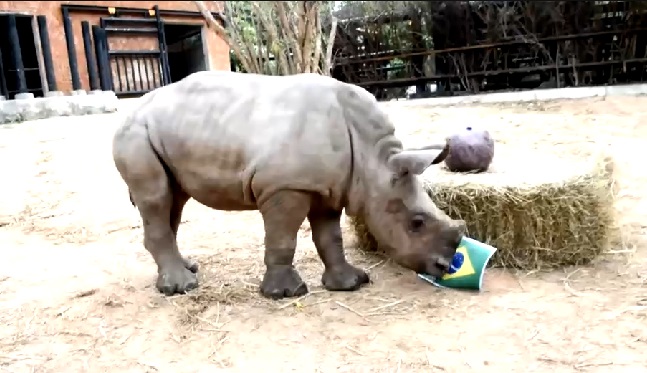  ฟันฉับ ! ลูกแรดขาว สมาชิกใหม่ สวนสัตว์เปิดเขาเขียว ทายบราซิลเบียดโครเอเชียเข้ารอบฟุตบอลโลก2022