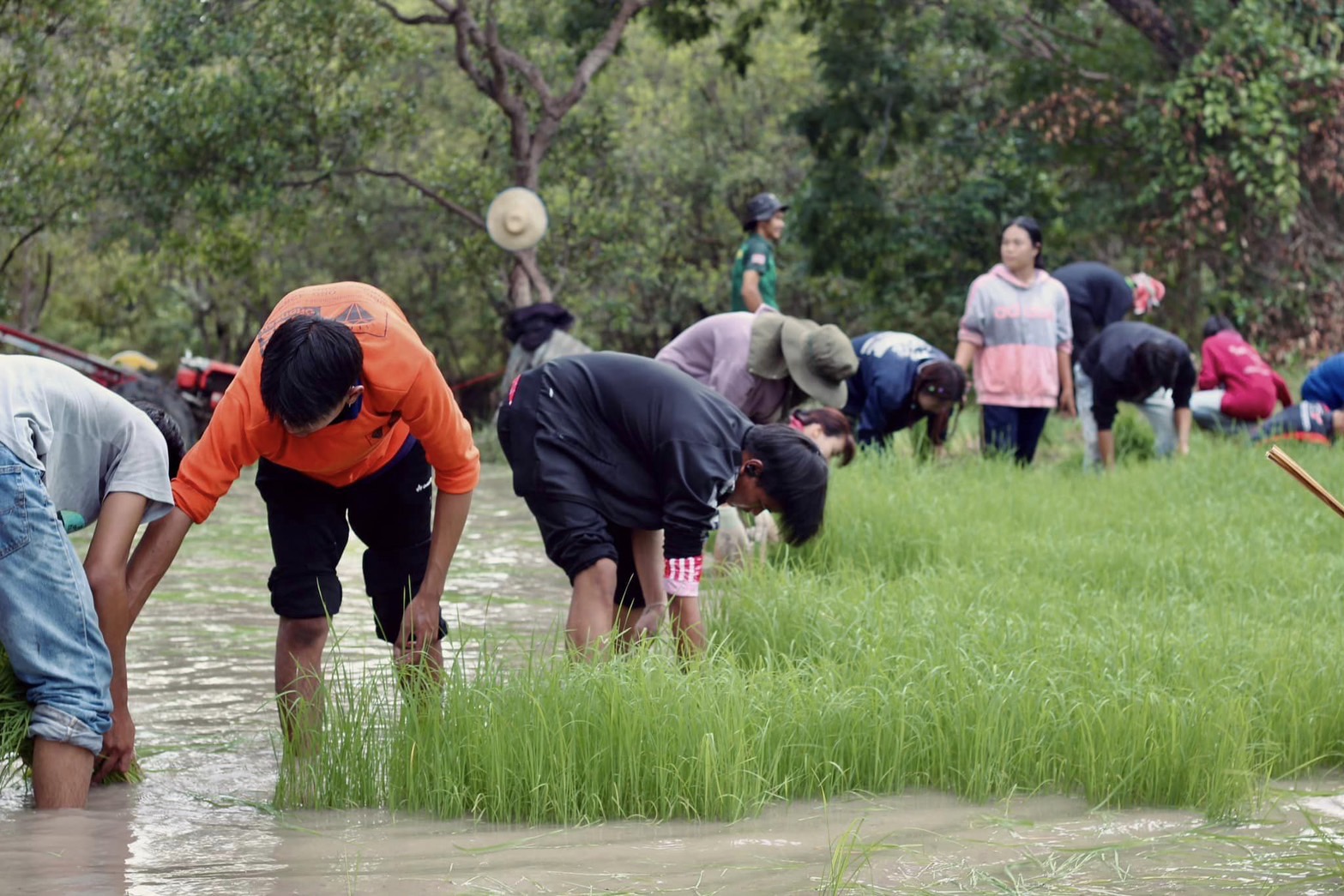 คณะเกษตรศาสตร์ มหาวิทยาลัยอุบลราชธานีรับน้องใหม่ ปี 2567 ร่วมดำนาปลูกข้าวไว้กินเอง