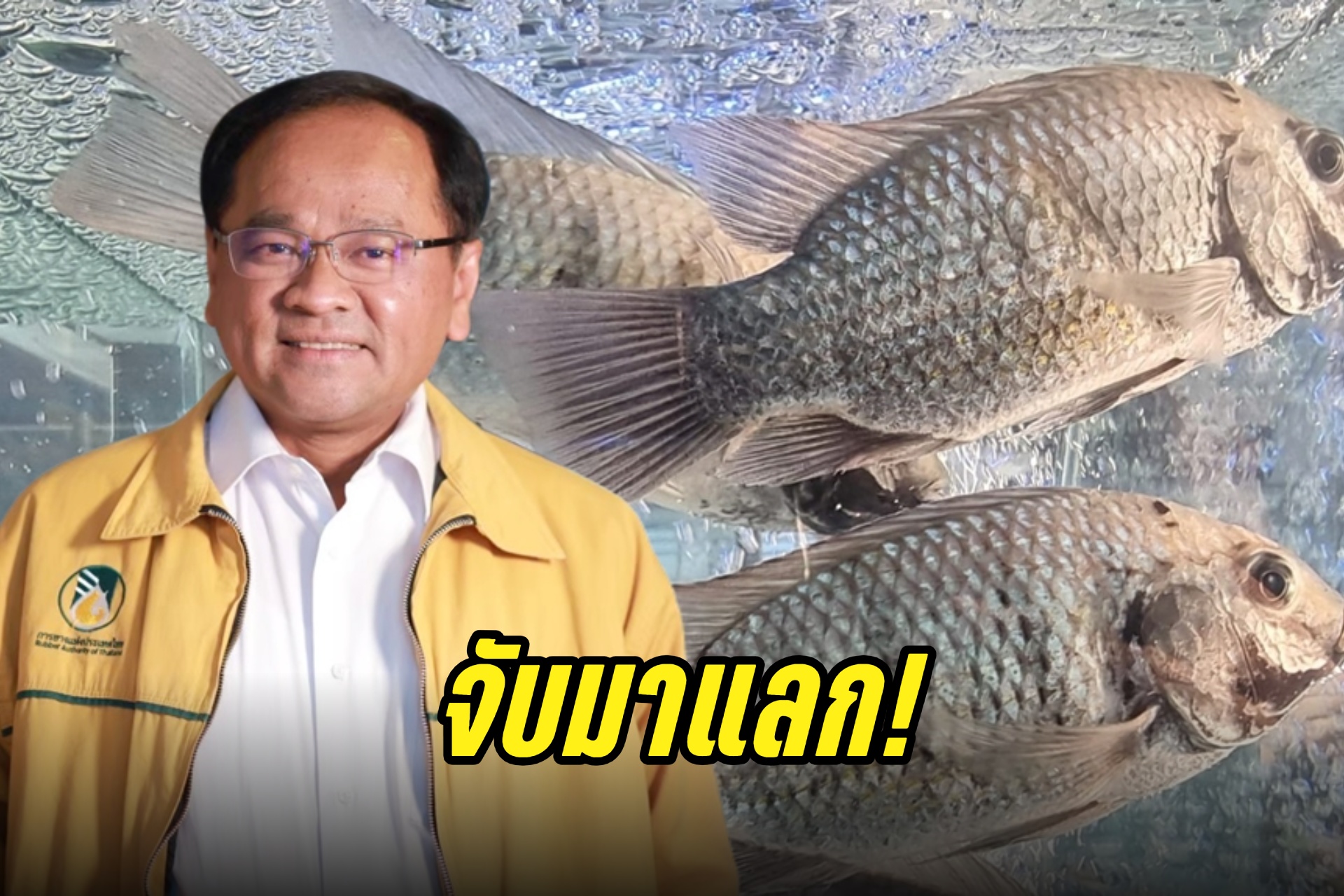 กยท.ทุ่มงบ 50 ล. จ่ายค่าหัว "ปลาหมอคางดำ" ส่งผลิตปุ๋ยหมัก-น้ำหมักชีวภาพเพื่อการเกษตร