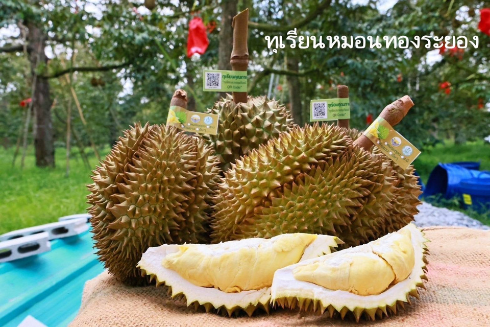 กรมทรัพย์สินฯ โชว์ความสำเร็จ ปี 68 เผย 10 สินค้า GI ไทยยอดฮิต สร้างยอดขายติด Top 10 มั่นใจสินค้า GI สามารถสร้างรายได้