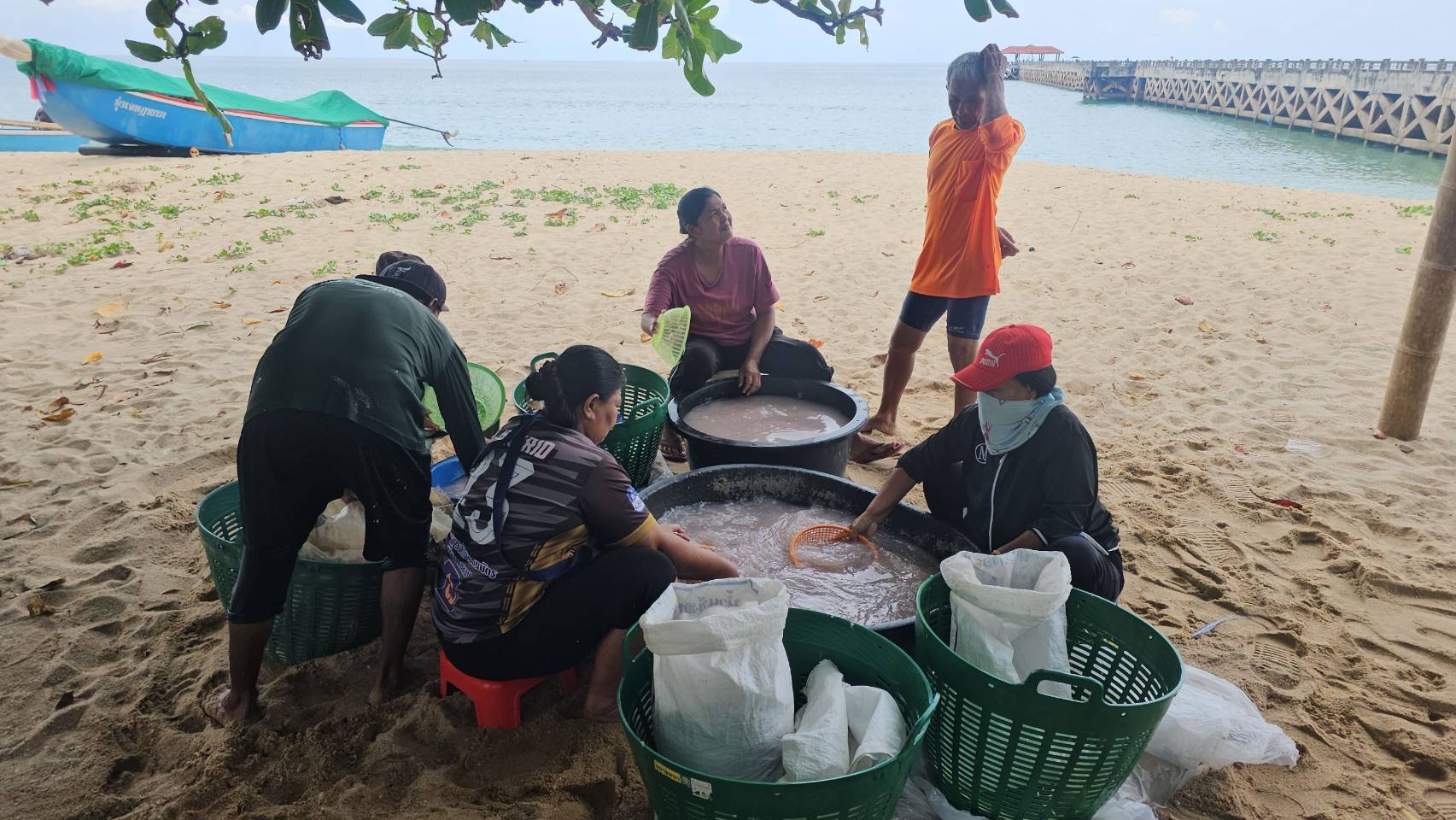 พังงา เริ่มแล้ว! “ฤดูกุ้งเคย” วัตถุดิบทำกะปิคุณภาพดี สร้างรายได้เสริมให้ชาวประมงพื้นบ้านและคนในพื้นที่อย่างงาม