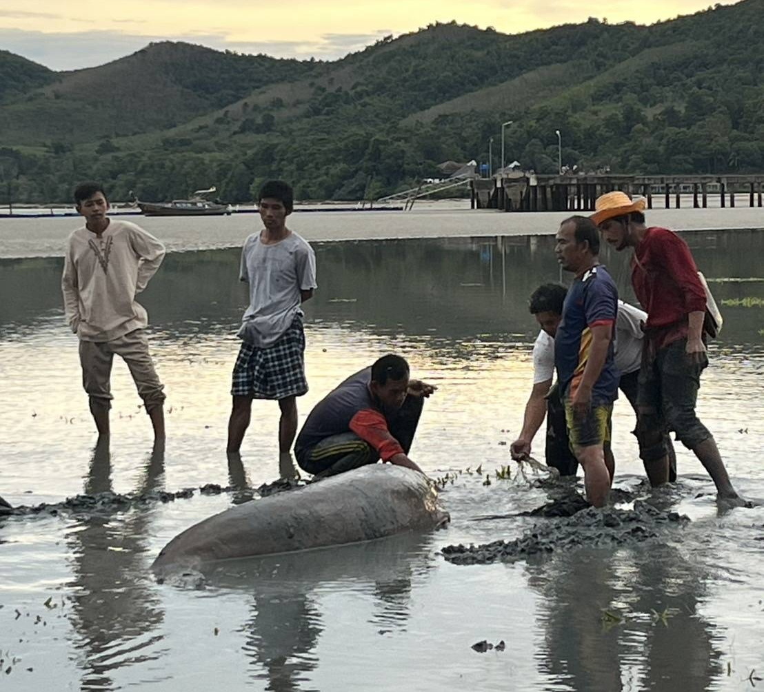 ข่าวดี ชาวเกาะยาวใหญ่รวมพลังช่วยพะยูนตัวใหญ่เกยตื้นติดน้ำแห้ง ส่งกลับสู่ทะเล    